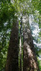 Tall and majestic kauri trees in the Waipoua Forest, North Island of New Zealand