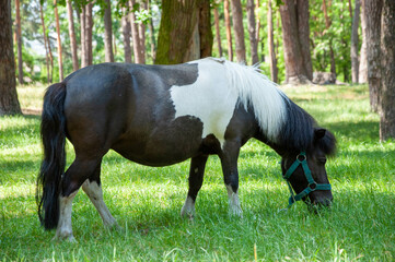 pony in the park