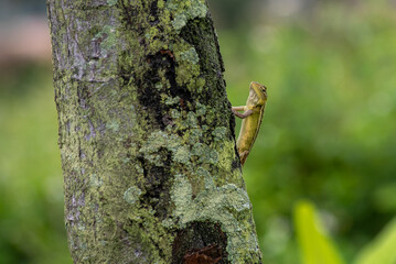 Calotes versicolor, The oriental garden lizard, eastern garden lizard, Indian garden lizard, common...