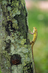 Calotes versicolor, The oriental garden lizard, eastern garden lizard, Indian garden lizard, common...
