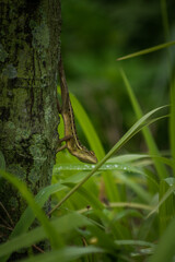 Calotes versicolor, The oriental garden lizard, common garden lizard, bloodsucker,  or changeable lizard is an agamid lizard found widely distributed in indonesia.