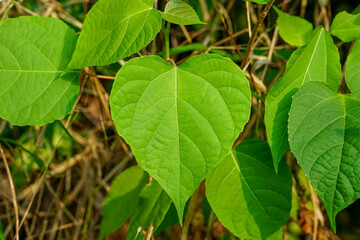 Gmelina arborea leaves,
Beautiful heart shaped leaves