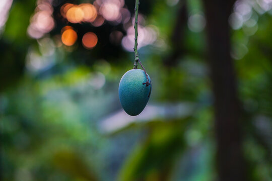 Mango hanging on it's tree at sunset time (Sunset Background) 