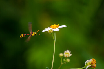 Delta esuriens is a species of potter wasp found in Indonesia, belonging to the Vespidae family