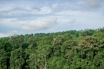 Landscape dense forest view from high angle with blue sky and some clouds.