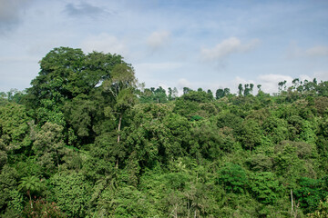 Landscape dense forest view from high angle with blue sky and some clouds.