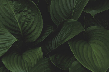 Dark green foliage background with copy space. Natural leaves, green tropical forest, background, hosta - obrazy, fototapety, plakaty