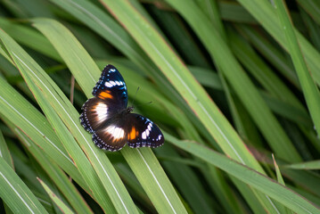 Female Hypolimnas bolina, the great eggfly, common eggfly, varied eggfly, or the blue moon...