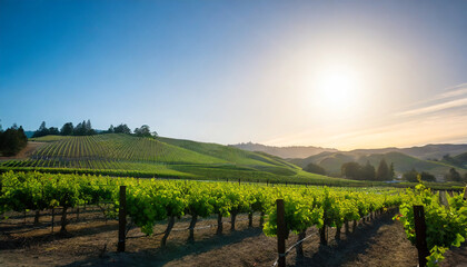 napa valley wine country vineyards in spring and colorful sunset