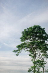 A single skinny giant tree with blue soft cloud on the background.