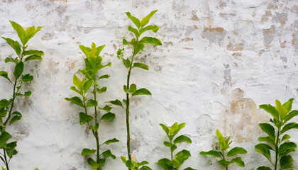 old white lime washed wall texture