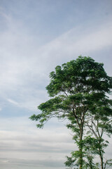 A single skinny giant tree with blue soft cloud on the background.