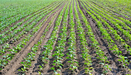 Fototapeta na wymiar rows of soy seedlings field young soy plants