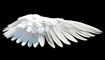white angel wing isolated for design - obrazy, fototapety, plakaty