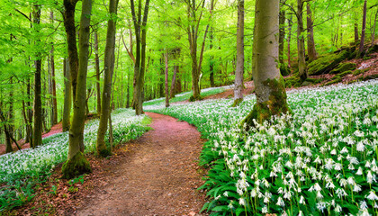 idyllic spring forest scene with a hiking path amidst loads of wild garlic allium ursinum lined with trees and moss covered rocks saubrink oberberg nature reserve ith ith hils weg germany