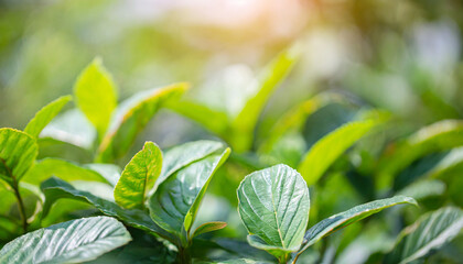 amazing nature view of green leaf on blurred greenery background in garden and sunlight with copy space using as background natural green plants landscape ecology fresh wallpaper concept