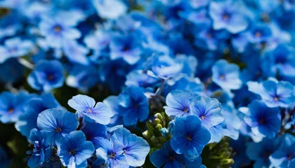 Poster Im Rahmen blue flower textures © Enzo