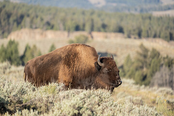 Close-up of American Bison in Lamar Valley, Yellowstone National Park
