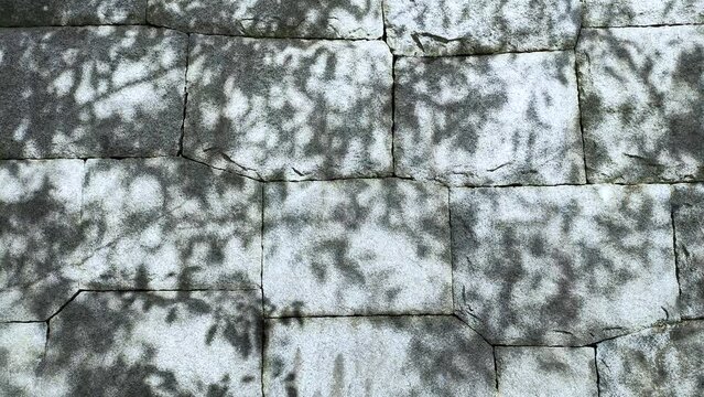 石垣に映る木の葉の影