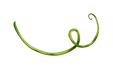 Fototapeta na wymiar Watercolor illustration of a green hop tendril for use in the brewing industry. Isolated whip of malt. Compositions for posters, cards, banners, flyers, covers, playbills and other printed products.