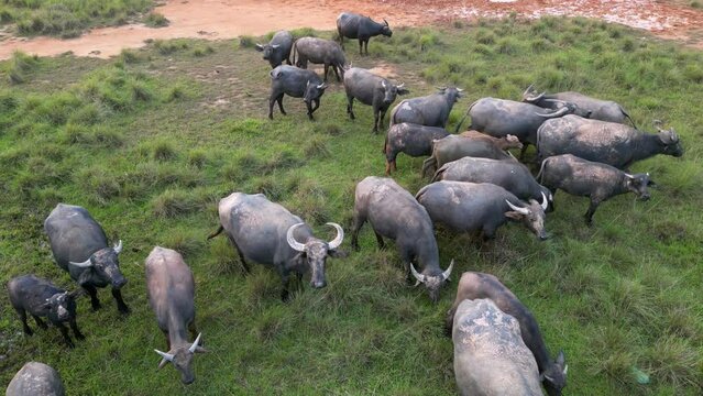 Aerial shots offer a unique view of buffaloes in their natural habitat.
