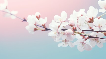 Small white flowers on a toned on gentle soft blue and pink background outdoors close-up macro . Spring summer border template floral background. Light air delicate artistic image, free space