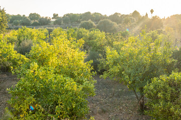 Citrus tree cultivation in Mallorca island