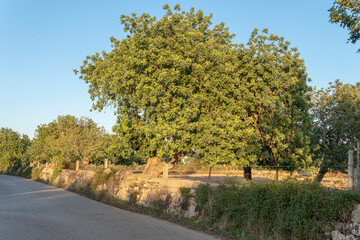 Field of carob trees, Ceratonia siliqua