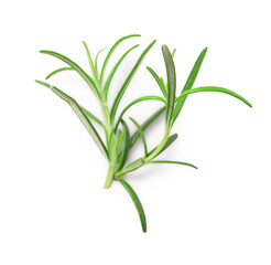 Obraz premium Sprig of fresh rosemary isolated on white