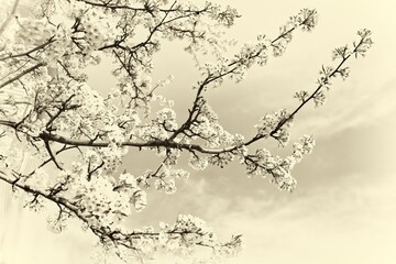 A harmonious look at a branch of pear blossoms in springtime.