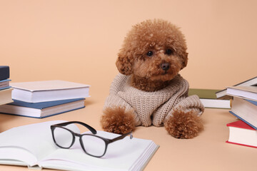 Cute Maltipoo dog in knitted sweater surrounded by many books on beige background