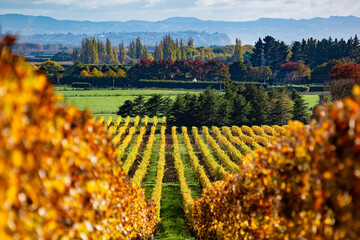 Growing grapes on the rows of vines in the Hawkes Bay