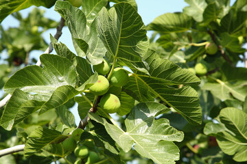 Unripe figs growing on tree in garden outdoors