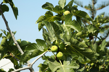 Unripe figs growing on tree in garden outdoors