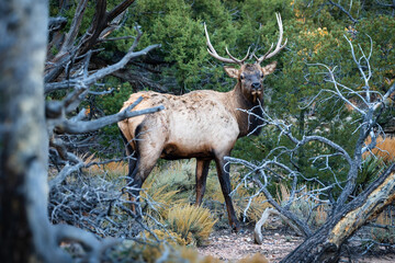 elk  in the woods at grand canyon national park