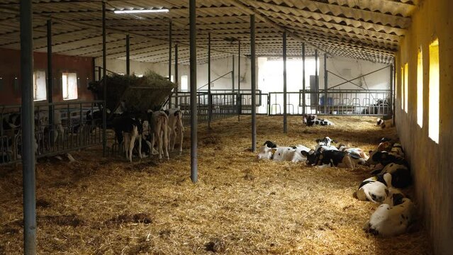 Calf feeding on agriculture farm. Take care process off produce milk. Mammal animal stand in stall on farm factory. Hay with pounded cereal grain seeds
