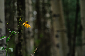 Yellow Flower in the Woods