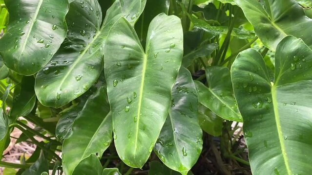 green Philodendron leaves in nature garden