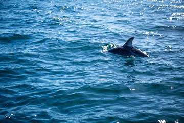 dolphin in the water