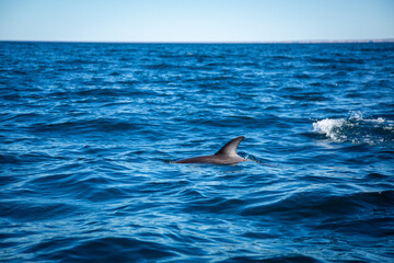 Obraz premium dolphin in the water