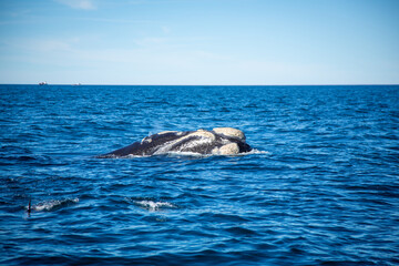 Southern right whale