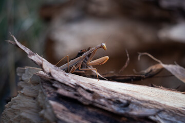 Macro photo of a praying mantis on an old tree stump