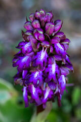 Close-up of a giant purple orchid in the grass