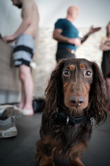 Low-angle portrait of a playful Dachshund in front of a group of people chatting