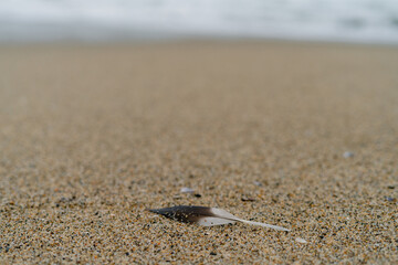 Bird Feather on a California Beach Coast