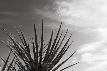 Black and White Plant in front of Sky 