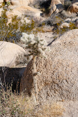 Cactus in Joshua Tree National Park, California