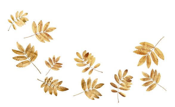 Golden autumn leaves flying on white background