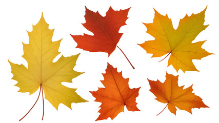 Naklejka na ściany i meble autumn leaves isolated 