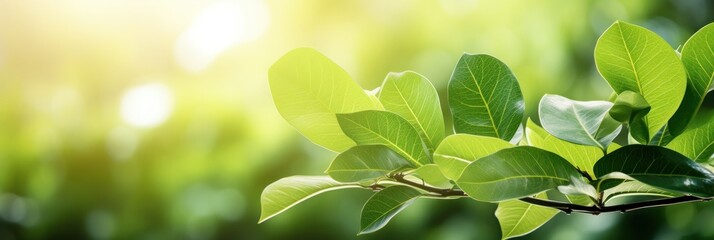 Fototapeta na wymiar banner of nature of green leaf in garden at summer, generative AI